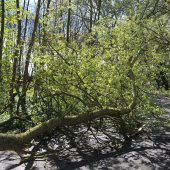 Grote tak breekt af Westeinde Noordwijkerhout